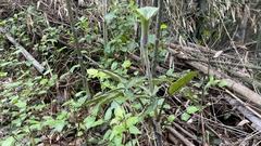 Arisaema japonicum