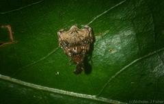 Arkys speechleyi