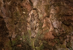 Metrioglypha phyllodes