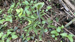 Arisaema japonicum