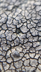 Placopyrenium fuscellum