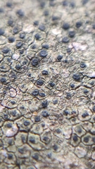 Placopyrenium fuscellum