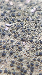 Placopyrenium fuscellum