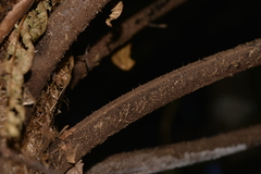 Alsophila leichhardtiana