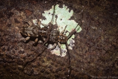 Pentacosmia conferta