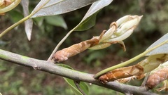 Neolitsea sericea