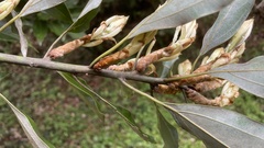 Neolitsea sericea