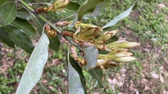Neolitsea sericea