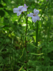Cardamine bulbifera