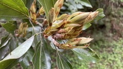 Neolitsea sericea