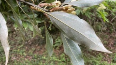Neolitsea sericea