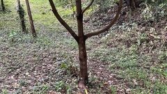 Neolitsea sericea