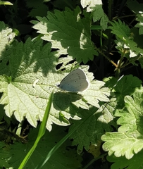 Celastrina argiolus