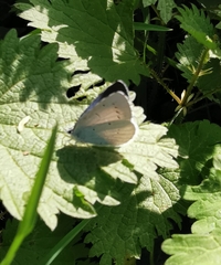 Celastrina argiolus