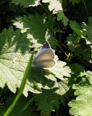 Celastrina argiolus