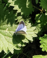 Celastrina argiolus
