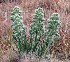 Oreocarya thyrsiflora