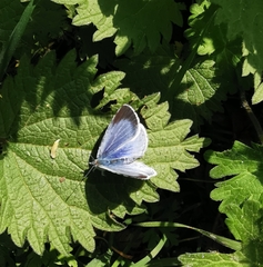 Celastrina argiolus