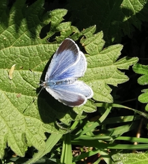 Celastrina argiolus