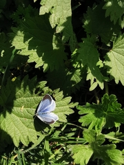 Celastrina argiolus