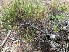 Hakea vittata