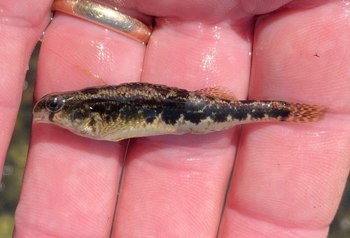Blackside Snubnose Darter