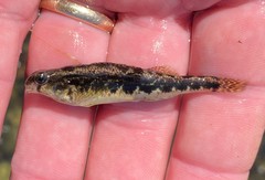 Etheostoma duryi