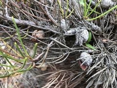 Hakea vittata