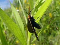 Cisseps fulvicollis