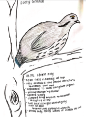 Dendragapus fuliginosus