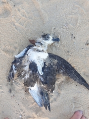 Pterodroma cervicalis