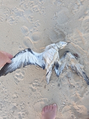 Pterodroma cervicalis