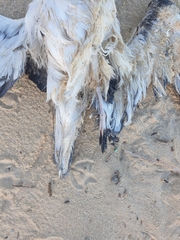 Pterodroma cervicalis