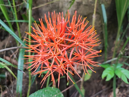 Bloodlily