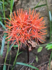 Scadoxus multiflorus