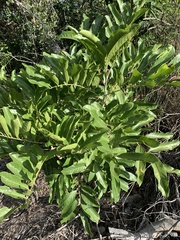 Dysoxylum gaudichaudianum