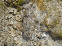 Cottus gobio