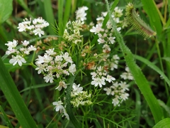 Coriandreae