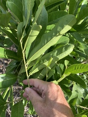 Dysoxylum gaudichaudianum