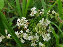 Coriandreae