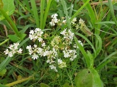 Coriandreae