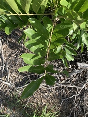 Dysoxylum gaudichaudianum