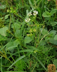 Coriandreae