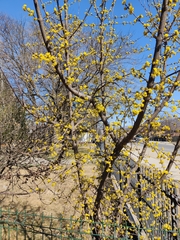 Cornus
