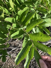 Dysoxylum gaudichaudianum