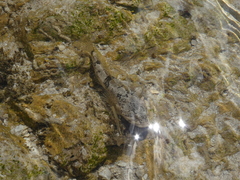 Cottus gobio