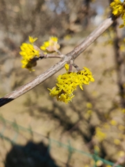 Cornus