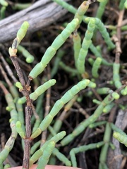 Tecticornia pergranulata
