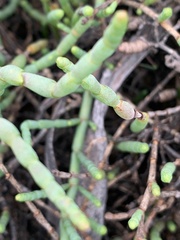 Tecticornia pergranulata