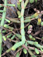 Tecticornia pergranulata